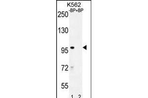 Western blot analysis of IQCA1 Antibody (C-term) Pab (ABIN655947 and ABIN2845334) pre-incubated without(lane 1) and with(lane 2) blocking peptide in K562 cell line lysate. (IQCA1 抗体  (C-Term))