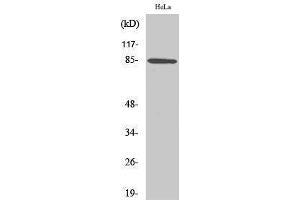 Western Blotting (WB) image for anti-Anaphase Promoting Complex Subunit 5 (ANAPC5) (Internal Region) antibody (ABIN3183313) (ANAPC5 抗体  (Internal Region))