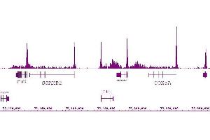 RNA pol II antibody (mAb) (Clone 1F4B6) tested by ChIP-Seq. (POLR2F 抗体)