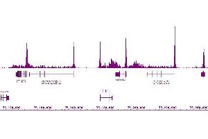 RNA pol II antibody (mAb) (Clone 1F4B6) tested by ChIP-Seq.