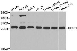 Western blot analysis of extracts of various cell lines, using RHOH antibody. (RHOH 抗体  (AA 1-191))