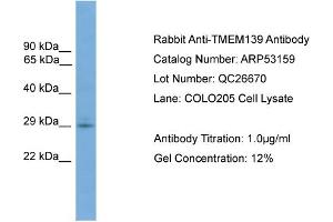 WB Suggested Anti-TMEM139  Antibody Titration: 0. (TMEM139 抗体  (N-Term))