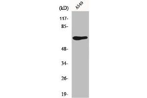 Western Blot analysis of A549 cells using GPR50 Polyclonal Antibody (XCR1 抗体  (Internal Region))