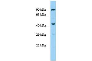Host: Rabbit Target Name: F2RL3 Sample Type: THP-1 Whole Cell lysates Antibody Dilution: 1. (F2RL3 抗体  (C-Term))
