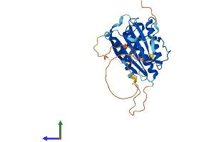 AlphaFold protein structure predicition of Mouse Recombinant Hormad2 Protein, UniprotID Q5SQP1