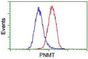 Flow cytometric Analysis of Hela cells, using anti-PNMT antibody (ABIN2454538), (Red), compared to a nonspecific negative control antibody, (Blue). (PNMT 抗体)