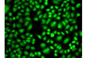 Immunofluorescence analysis of A549 cells using CREB1 antibody (ABIN4903374) at dilution of 1:100 (40x lens). (CREB1 抗体)