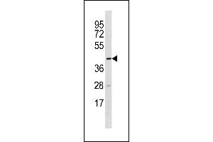 TTC5 Antibody (C-term) (ABIN1881956 and ABIN2843299) western blot analysis in U-937 cell line lysates (35 μg/lane). (TTC5 抗体  (C-Term))