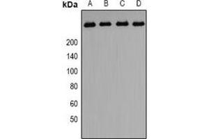 Western blot analysis of PIP5K expression in A549 (A), HepG2 (B), PC3 (C)rat testis (D) whole cell lysates. (PIKFYVE 抗体  (N-Term))