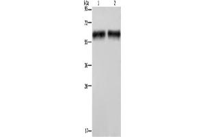 Western Blotting (WB) image for anti-Elastin (ELN) antibody (ABIN2428081) (Elastin 抗体)