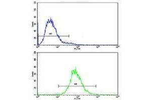 Flow cytometric analysis of CEM cells using CD36 antibody (bottom histogram) compared to a negative control (top histogram). (CD36 抗体  (AA 213-242))