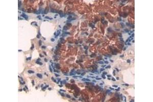 IHC-P analysis of Mouse Tissue, with DAB staining. (APAF1 抗体  (AA 872-1135))