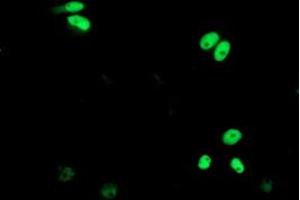 Anti-ERCC4 mouse monoclonal antibody (ABIN2454859) immunofluorescent staining of COS7 cells transiently transfected by pCMV6-ENTRY ERCC4 (RC223300). (ERCC4 抗体)
