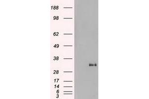 Image no. 2 for anti-Noggin (NOG) (AA 28-232) antibody (ABIN1491316) (NOG 抗体  (AA 28-232))