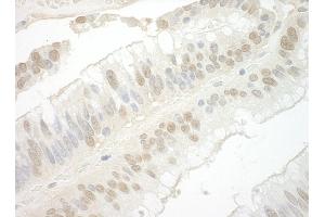 anti-Importin 7 (IPO7) (AA 200-250) antibody