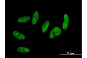 Immunofluorescence of purified MaxPab antibody to RBM9 on HepG2 cell. (RBM9 抗体  (AA 1-380))