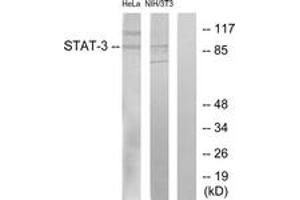 Western blot analysis of extracts from HeLa/3T3 cells, using STAT3 (Ab-705) Antibody. (STAT3 抗体  (AA 672-721))