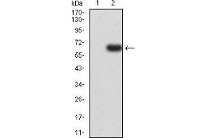 Western blot analysis using EIF5 mAb against HEK293 (1) and EIF5 (AA: 1-300)-hIgGFc transfected HEK293 (2) cell lysate.