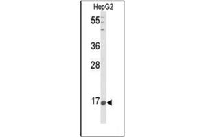 Western blot analysis of Nociceptin  Antibody  in HepG2 cell line lysates (35ug/lane). (Nociceptin 抗体  (Middle Region))