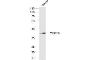 Mouse spleen lysates probed with WDR68 Polyclonal Antibody, Unconjugated  at 1:300 dilution and 4˚C overnight incubation. (DCAF7 抗体  (AA 2-100))