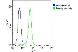 Overlay histogram showing K562 cells stained with Antibody (green line). (SMPD1 抗体  (C-Term))