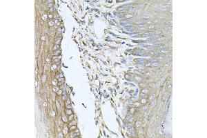 Immunohistochemistry of paraffin-embedded mouse skin using CALU antibody (ABIN6129533, ABIN6137878, ABIN6137880 and ABIN6222201) at dilution of 1:100 (40x lens). (CALU 抗体  (AA 20-315))