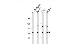 All lanes : Anti-SD1 Antibody  at 1:2000 dilution Lane 1: human cerebellum lysate Lane 2: HepG2 whole cell lysate Lane 3: K562 whole cell lysate Lane 4: MCF-7 whole cell lysate Lysates/proteins at 20 μg per lane. (SMPD1 抗体  (C-Term))