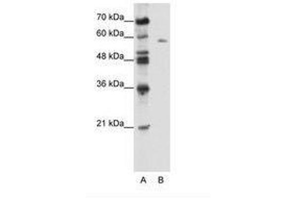 BTBD14A antibody  (AA 491-540)