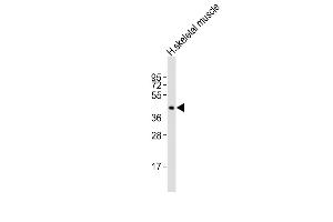 Anti-CDX4 Antibody (Center)at 1:2000 dilution + human skeletal muscle lysates Lysates/proteins at 20 μg per lane. (CDX4 抗体  (AA 181-214))