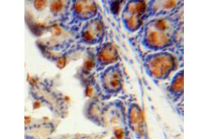 IHC-P analysis of Intestine tissue, with DAB staining. (CCL13 抗体  (AA 24-98))