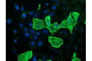 Anti-RASSF1 mouse monoclonal antibody (ABIN2454274) immunofluorescent staining of COS7 cells transiently transfected by pCMV6-ENTRY RASSF1 (RC213525). (RASSF1 抗体)