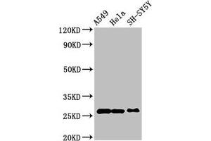 Western Blot Positive WB detected in: A549 whole cell lysate, Hela whole cell lysate, SH-SY5Y whole cell lysate All lanes: PRDX6 antibody at 4 μg/mL Secondary Goat polyclonal to rabbit IgG at 1/50000 dilution Predicted band size: 26 kDa Observed band size: 26 kDa (Peroxiredoxin 6 抗体  (AA 87-224))