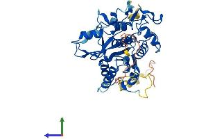 Protein Structure (PS) image for Autophagy related 4B Cysteine Peptidase (ATG4B) (AA 1-393) protein (His tag) (ABIN7552441)