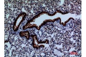 Immunohistochemistry (IHC) analysis of paraffin-embedded Mouse Lung, antibody was diluted at 1:100.