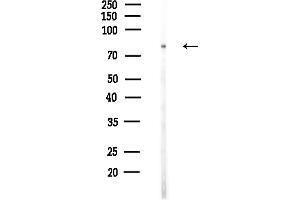 anti-Vacuolar Protein Sorting-Associated Protein 16 Homolog (VPS16) (Internal Region) antibody