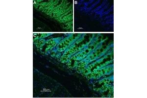 Expression of Neurokinin 1 receptor in rat colon - Immunohistochemical staining of rat colon paraffin-embedded section using Anti-Neurokinin 1 Receptor (NK1R) (extracellular) Antibody (ABIN7043803, ABIN7045318 and ABIN7045319), (1:100) followed by goat anti-rabbit-AlexaFluor-488 secondary antibody. (TACR1 抗体  (2nd Extracellular Loop))