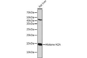 Western blot analysis of extracts of Rat liver, using Histone H2A Rabbit mAb (ABIN7267703) at 1:1000 dilution. (HIST1H2AE 抗体)