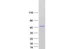 Western Blotting (WB) image for Tropomodulin 1 (TMOD1) (Transcript Variant 2) protein (Myc-DYKDDDDK Tag) (ABIN2734377)