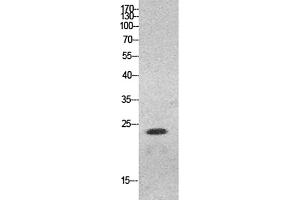Western Blot analysis of HeLa cells using HMG-1 Polyclonal Antibody. (HMGB1 抗体  (N-Term))