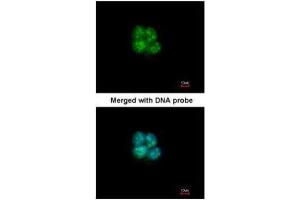 ICC/IF Image Immunofluorescence analysis of paraformaldehyde-fixed A431, using SHARP2, antibody at 1:200 dilution. (BHLHE40 抗体  (N-Term))