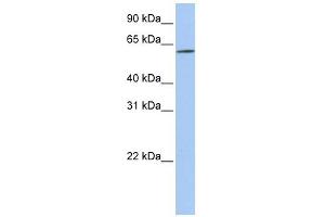 SLC22A14 antibody used at 1 ug/ml to detect target protein.