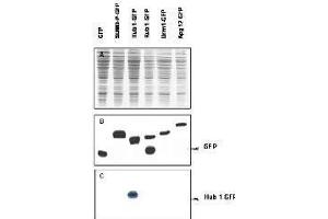Western blot of Urm1 fusion protein. (Urm1 抗体)