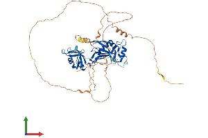 Protein Structure (PS) image for Cytoplasmic Polyadenylation Element Binding Protein 2 (CPEB2) (AA 1-521) protein (His tag) (ABIN7558489)
