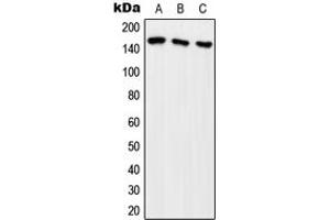 Western blot analysis of ARHGEF10 expression in HeLa (A), HEK293T (B), SP2/0 (C) whole cell lysates. (ARHGEF10 抗体  (Center))