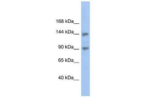 CNTNAP3 antibody used at 1 ug/ml to detect target protein. (CNTNAP3 抗体  (Middle Region))