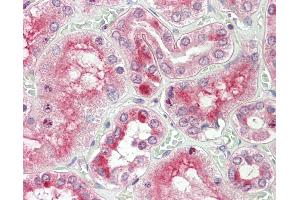 Anti-RGS22 antibody IHC staining of human kidney. (RGS22 抗体  (N-Term))