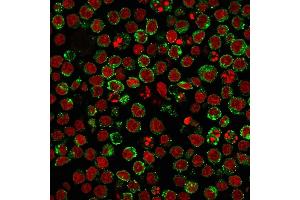 Flow Cytometry (FACS) image for anti-MHC Class II HLA-DP/DQ/DR (HLA-DP/DQ/DR) antibody (ABIN6941452)