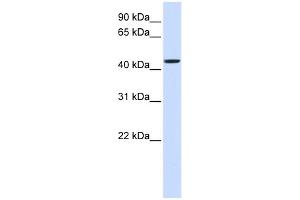 WB Suggested Anti-NIPA2 Antibody Titration:  0. (NIPA2 抗体  (Middle Region))