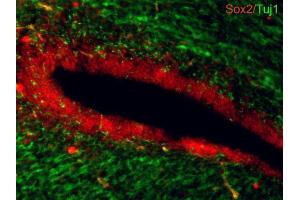 IHC-Fr Image Sox2 antibodies detects Sox2 proteins on embryonic mouse brain by immunohistochemical analysis. (SOX2 抗体)