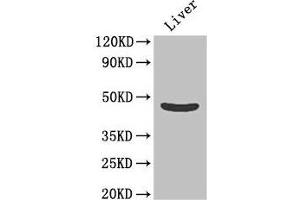 Western Blot Positive WB detected in: Mouse liver tissue All lanes: OLFML1 antibody at 2 μg/mL Secondary Goat polyclonal to rabbit IgG at 1/50000 dilution Predicted band size: 46 kDa Observed band size: 46 kDa (OLFML1 抗体  (AA 201-402))